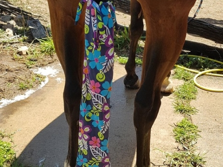 Rug Accessories